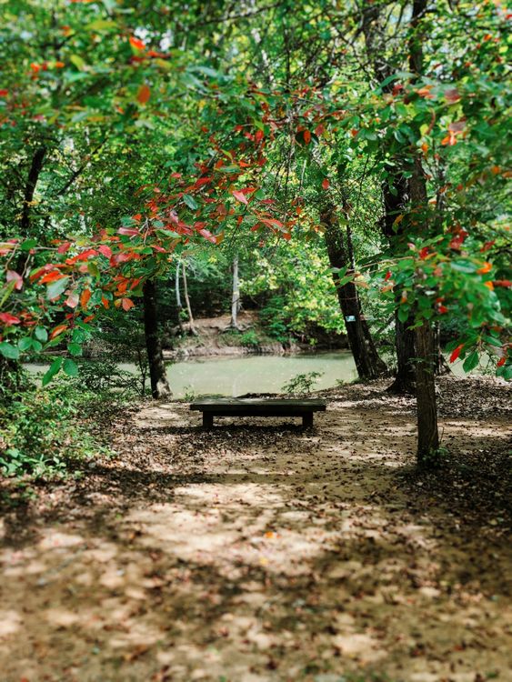 Bench In Woods A bench in the woods with trees and leaves · Free Stock Photo