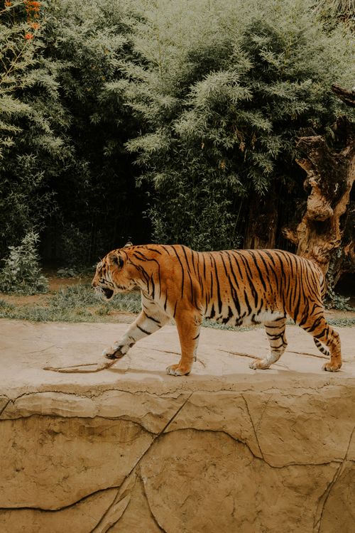 Free A majestic tiger walks gracefully in a lush jungle setting, showcasing wildlife grandeur. Stock Photo