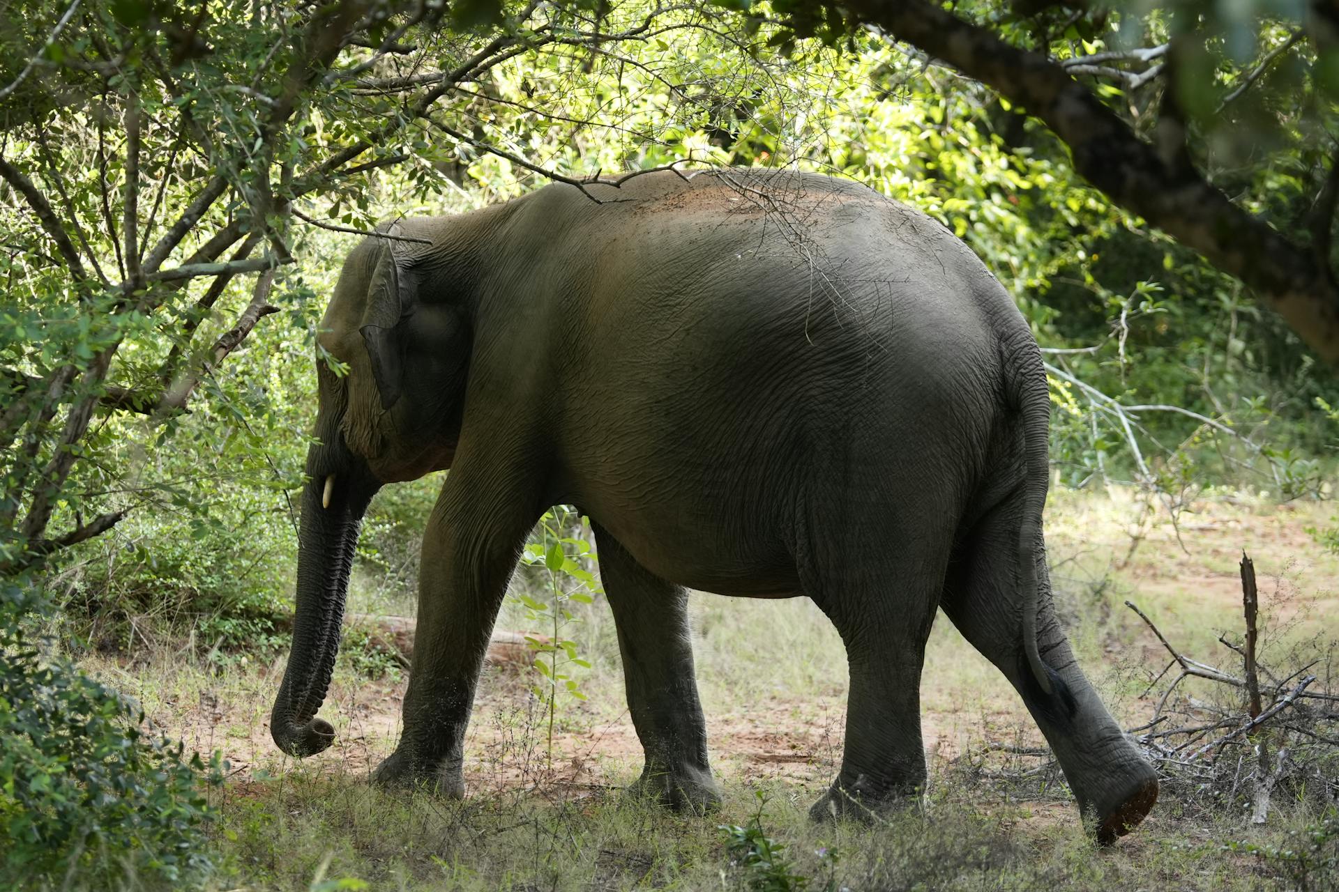 Wild Asian Elephant in Lush Greenery