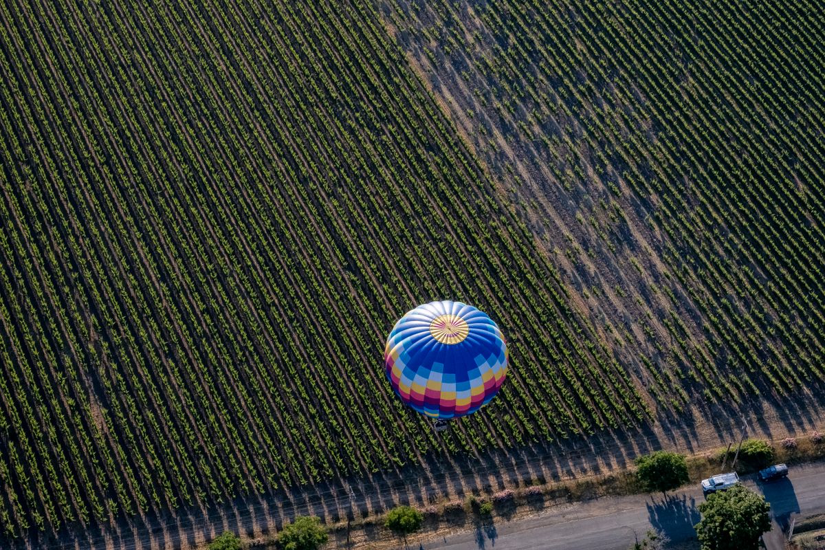A hot-air balloon drifting low over vine rows at morning