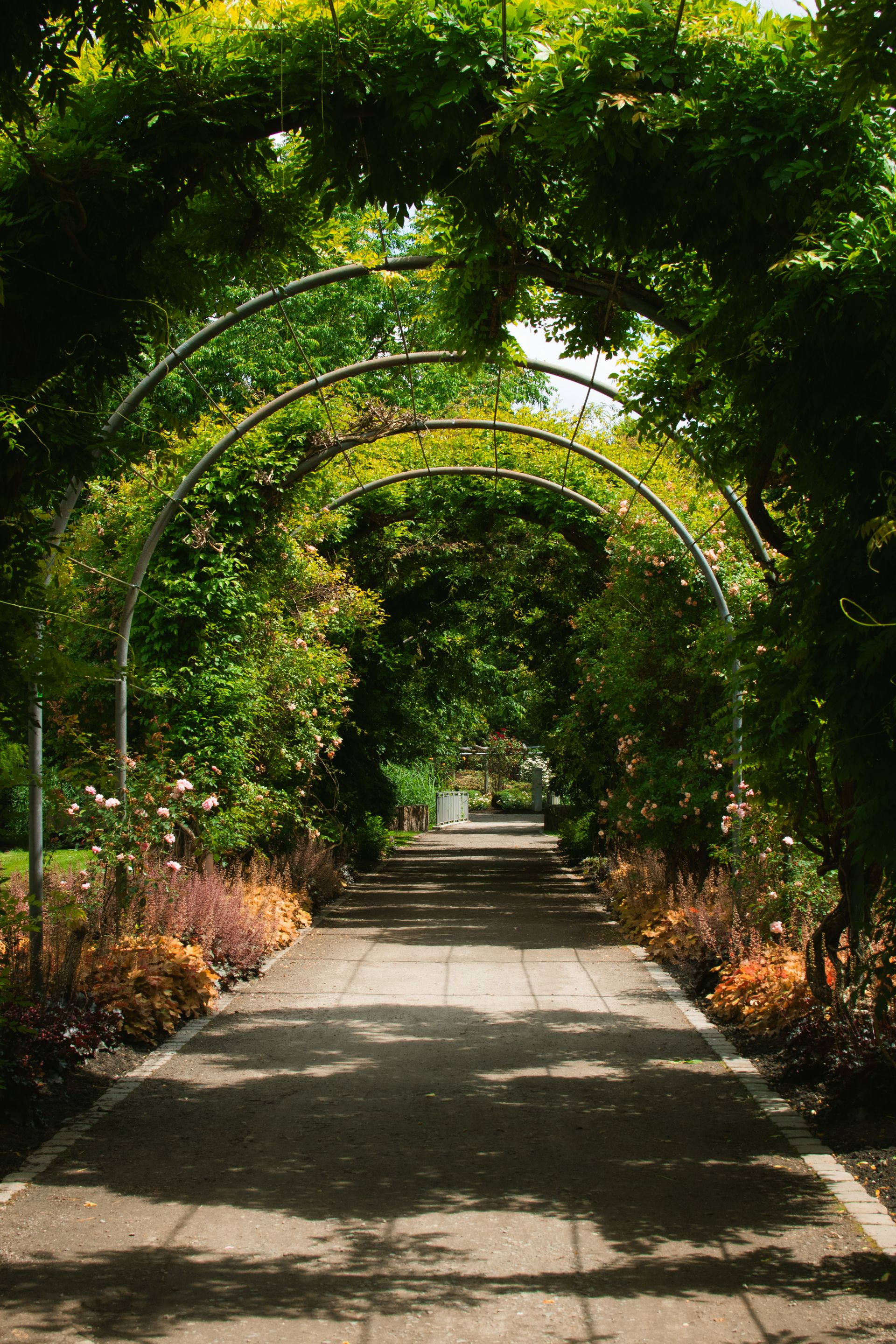 Alley with Trees and Plants in Garden in Park · Free Stock Photo