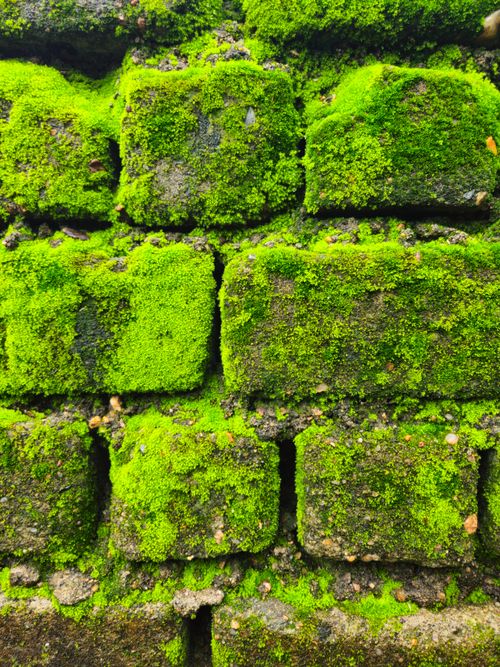 Free Lush green moss growing over an old brick wall texture, showcasing nature's resilience. Stock Photo