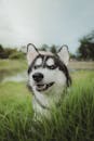 一只快乐的西伯利亚哈士奇在蓝天下的草地上放松的特写
