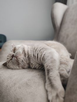 cat photo