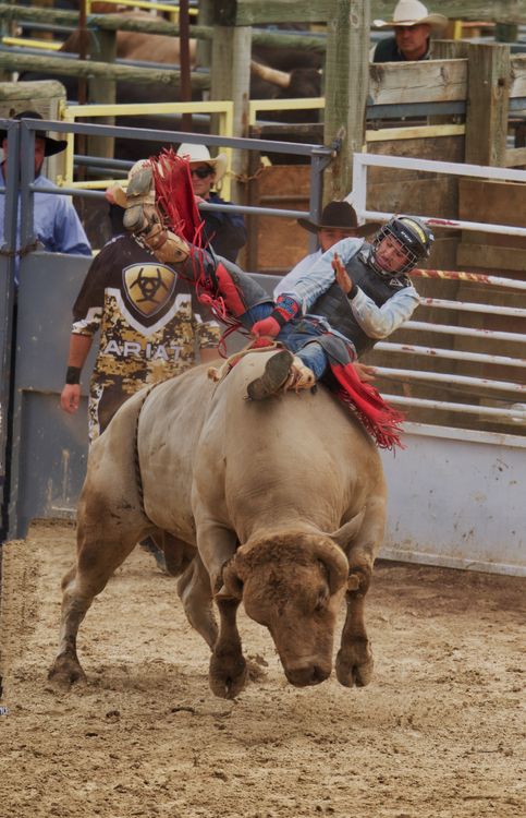 Man Riding on a Cow · Free Stock Photo