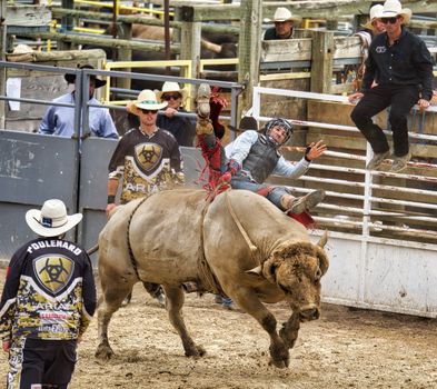 Bull rider's final ride turns deadly when beast throws him off and stomps on his chest
