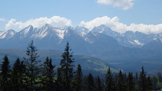Panoramic landscape of the High Tatras with evergreen trees and a clear sky.