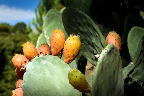 Free stock photo of cactus, indian summer, nopal Stock Photo