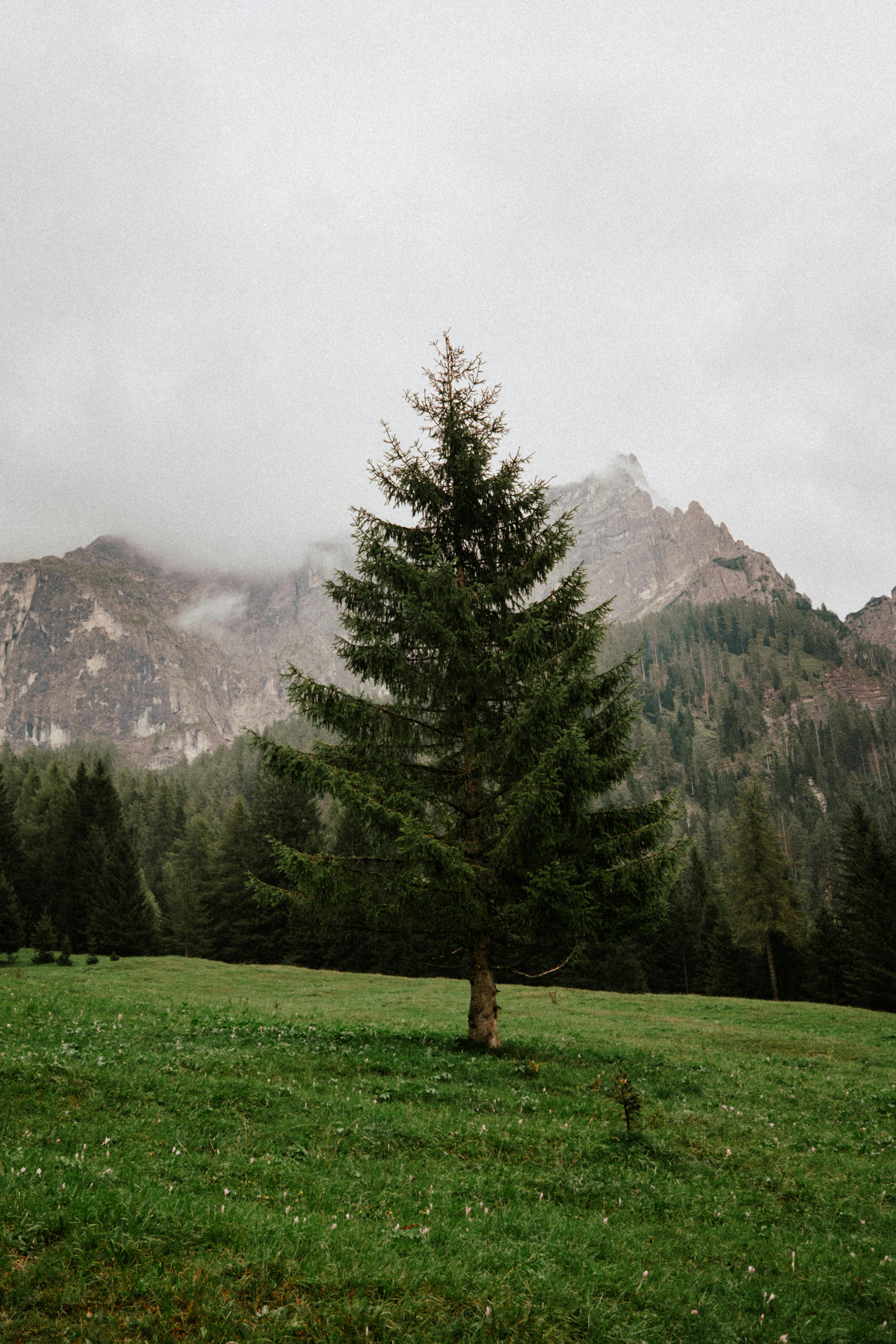 A serene scene of a single pine tree amidst cloudy mountains, depicting tranquility.