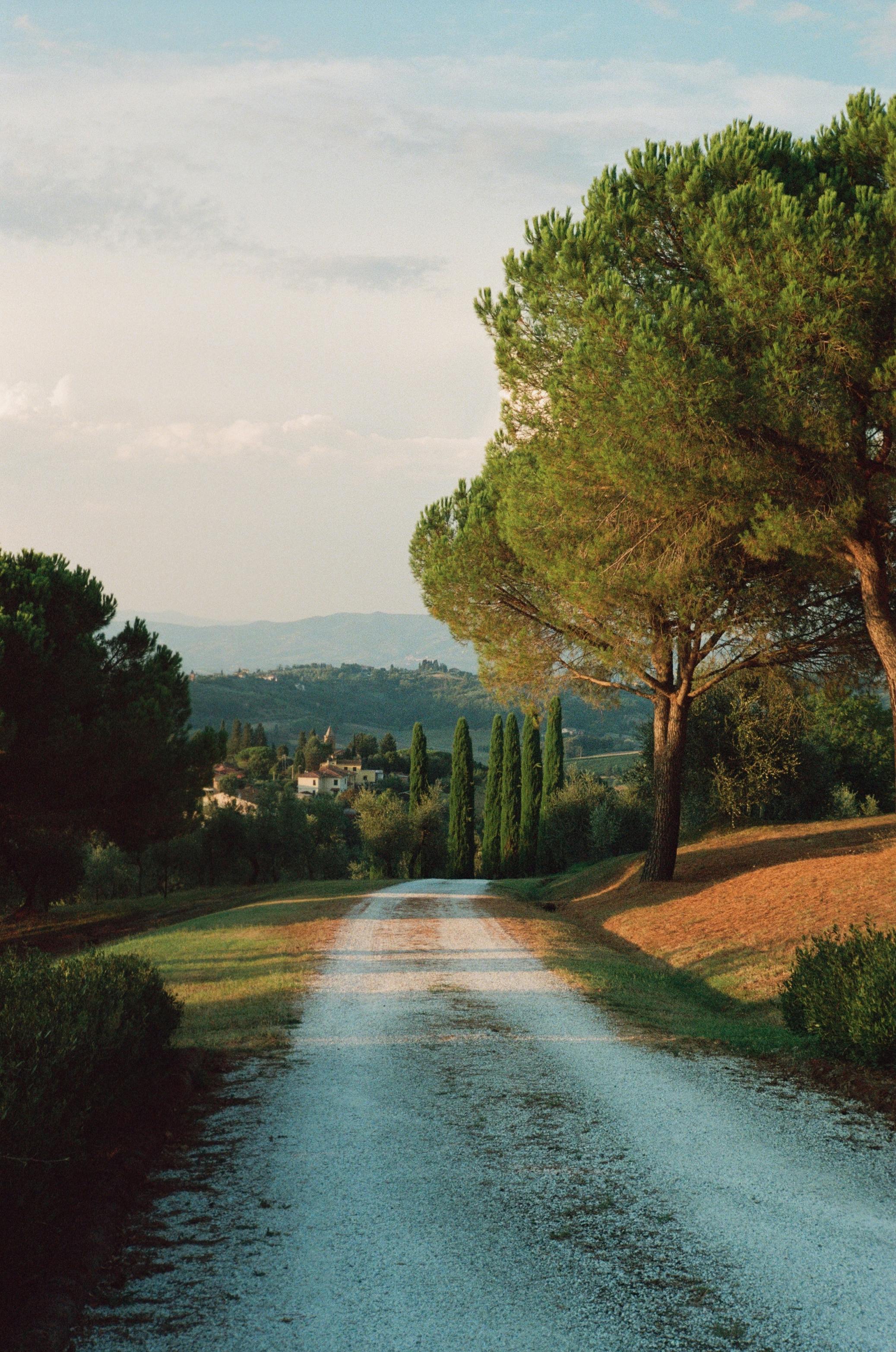 Tranquil rural scene with trees lining a pathway leading to distant hills under a clear sky.