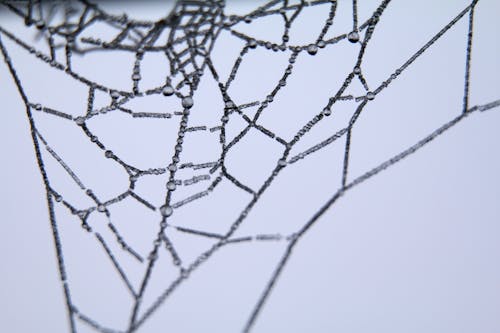 無料 蜘蛛の巣イラスト 写真素材