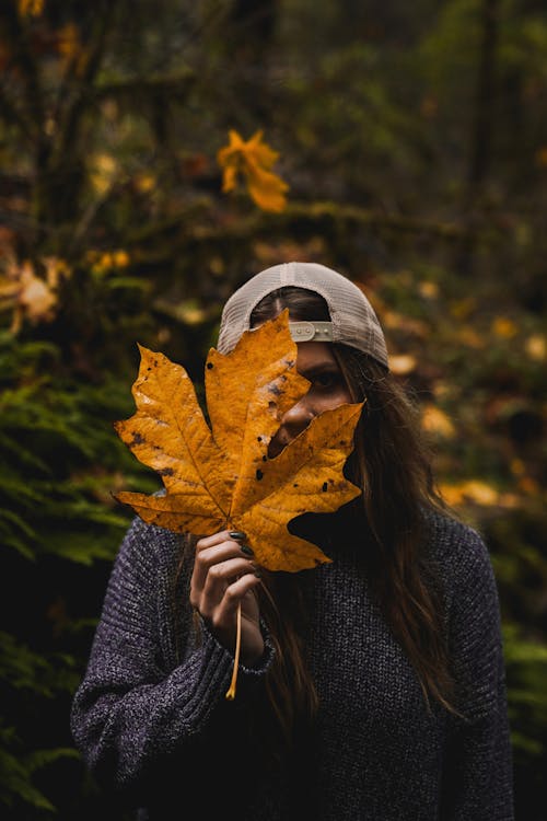 Free Photo Of Holding Maple Leaf Stock Photo