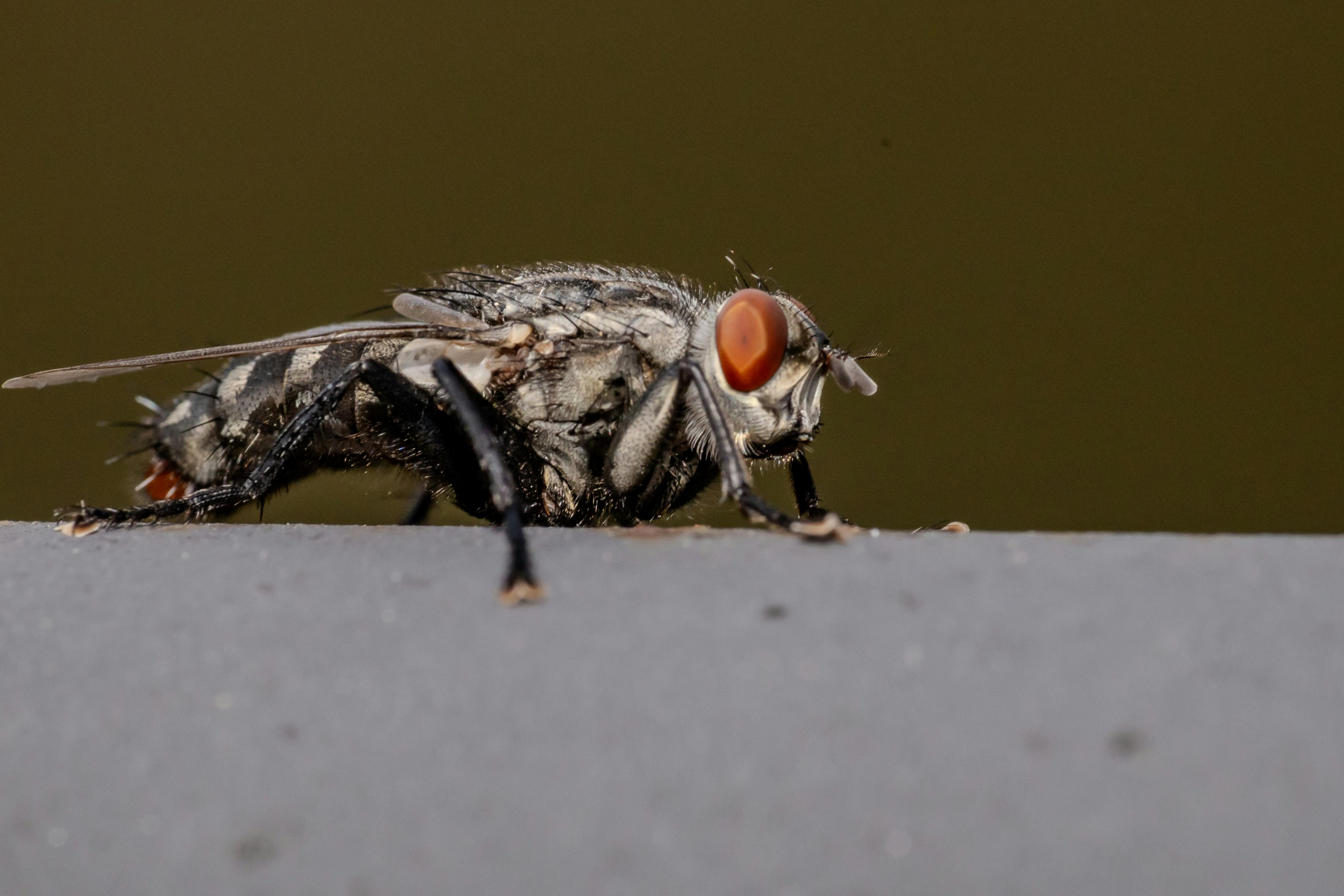 Close‑up of a common house fly perched on a kitchen surface