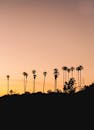 橙色的天空下，高大的棕榈树轮廓映衬着宁静的日落场景