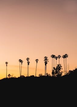 橙色的天空下，高大的棕榈树轮廓映衬着宁静的日落场景