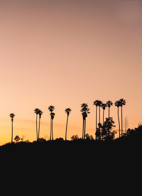 Peaceful sunset scene with silhouettes of tall palm trees against an orange sky.