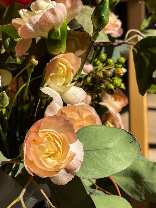 Free A close-up of peach carnations illuminated by soft morning light, showcasing delicate textures. Stock Photo