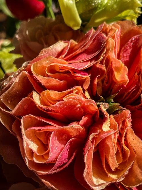 Free A captivating close-up of dew-covered orange rose petals, illuminated by warm morning light. Stock Photo