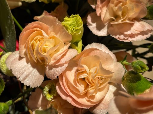 Free Beautiful close-up of dewy carnation flowers in soft morning light, perfect for floral arrangements. Stock Photo