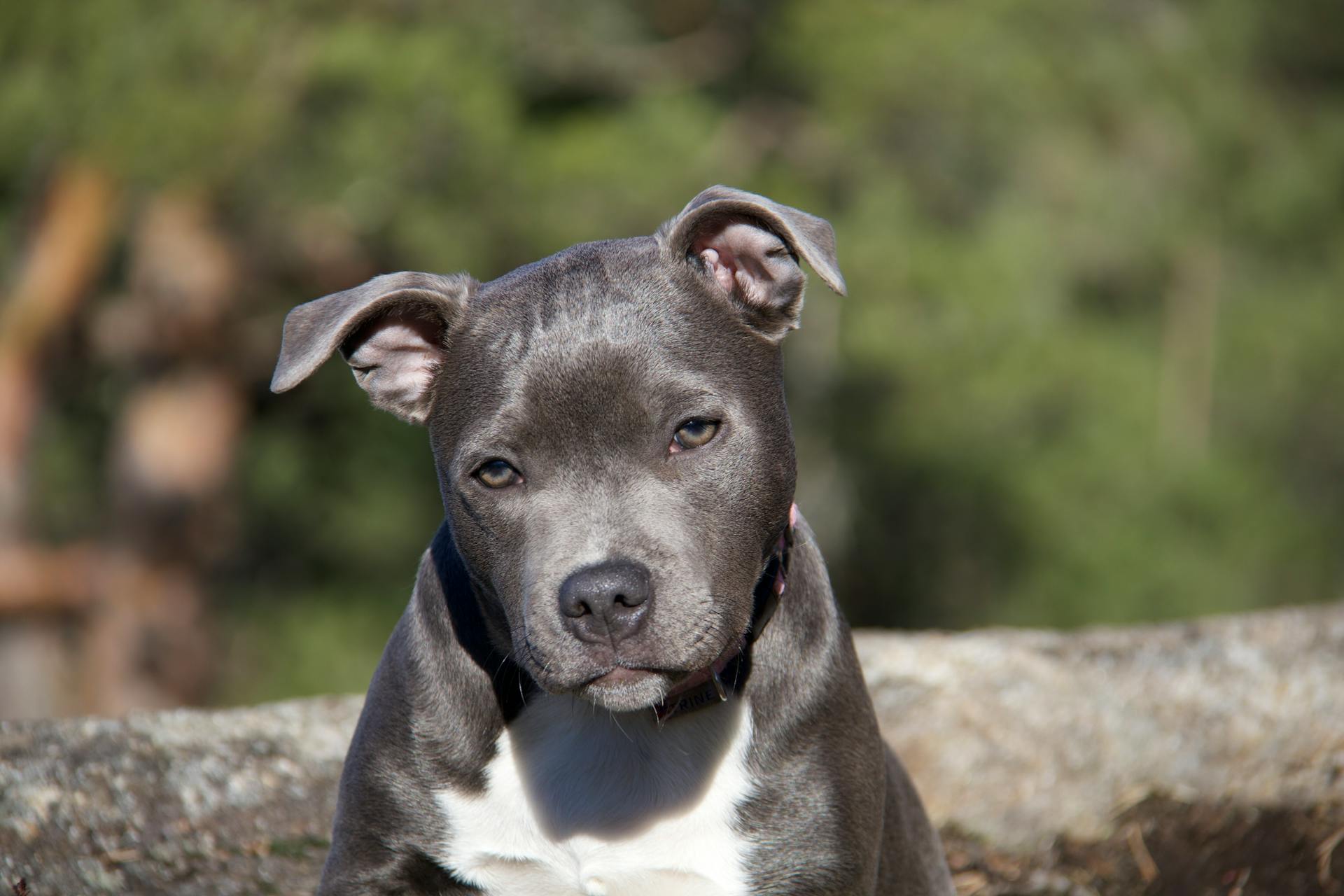 Close-up of a Young Gray Dog