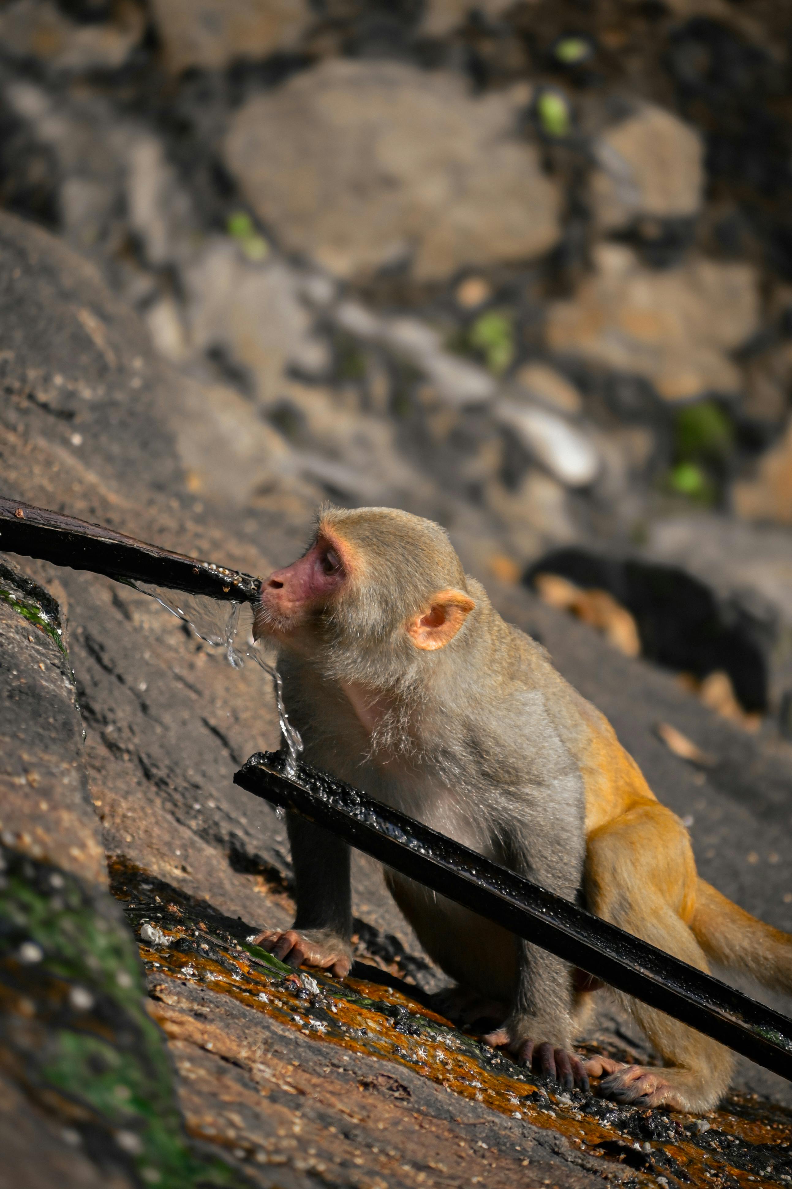 Rhesus macaque quenching thirst on rocky terrain in India under natural sunlight.