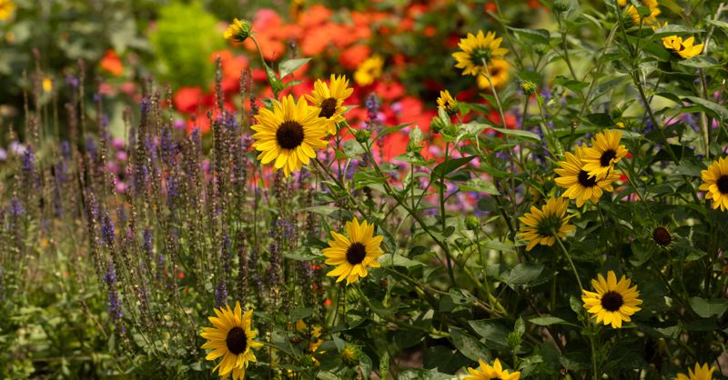 Jardin calendrier lunaire : Guide santé naturelle