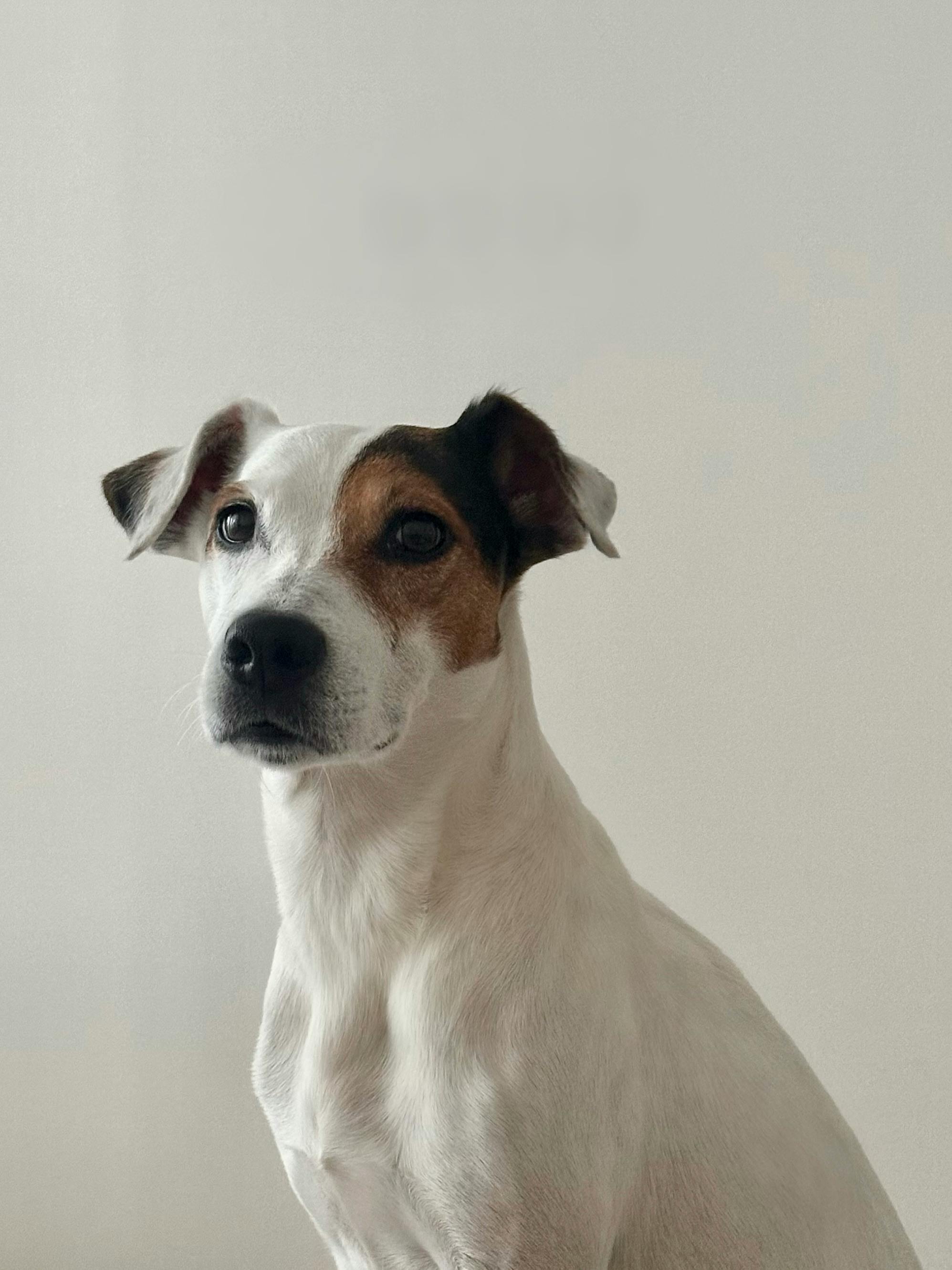 a white and brown dog sitting on a white floor