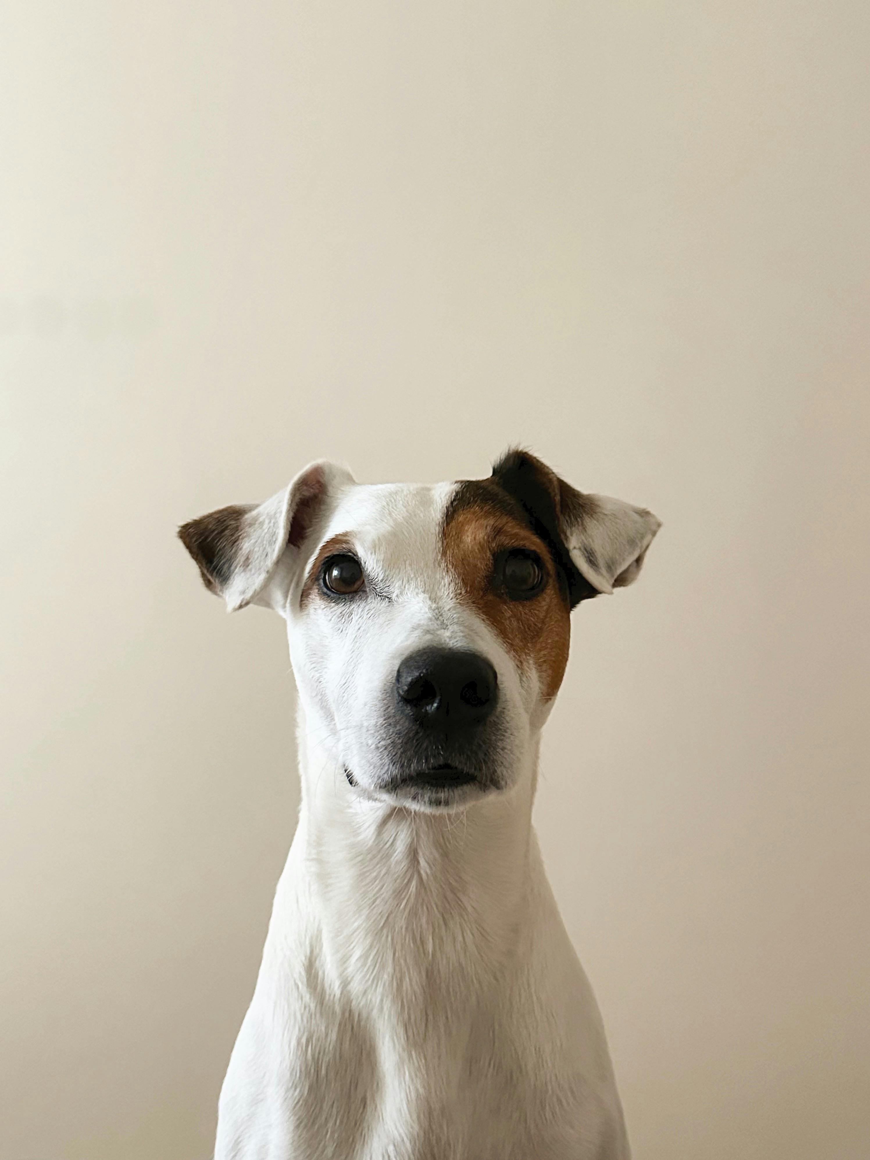 Close-up portrait of a Jack Russell Terrier against a neutral background.