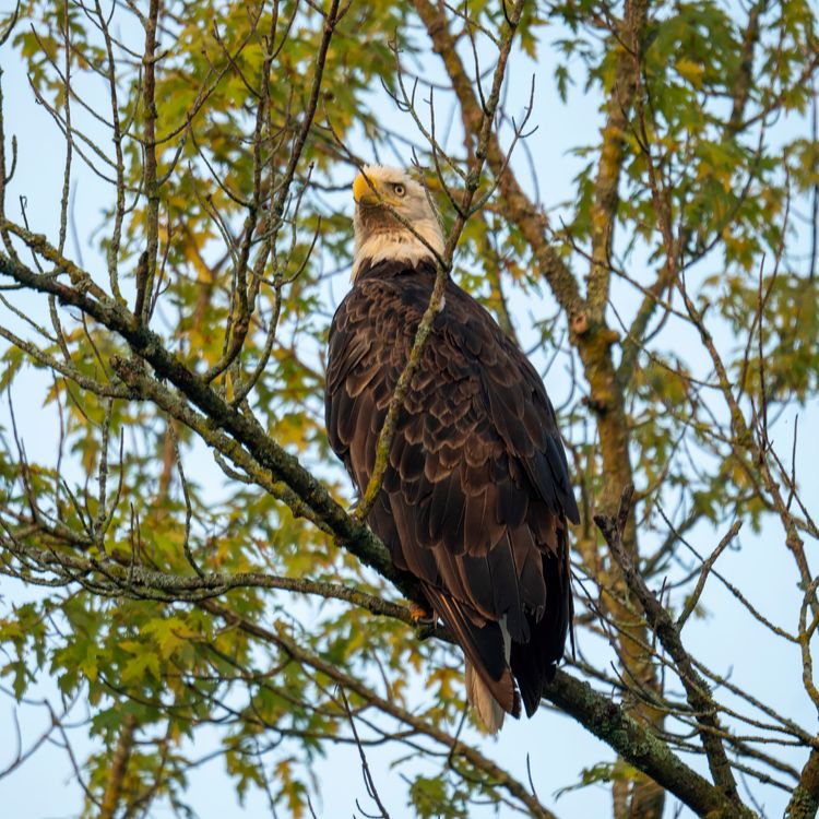 A bald eagle perched on a tree branch · Free Stock Photo