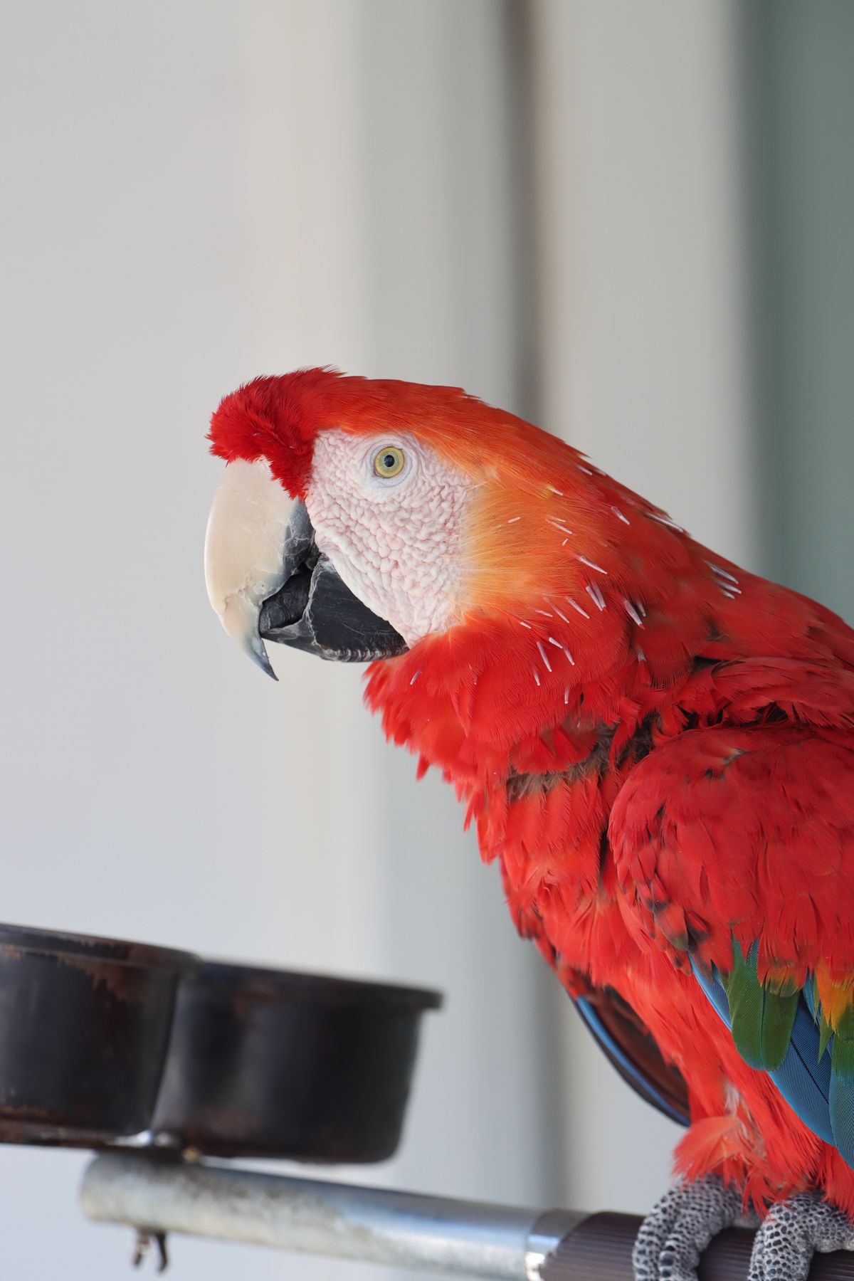 Scarlet macaw parrot close-up showing vivid red feathers and alert, perceptive expression