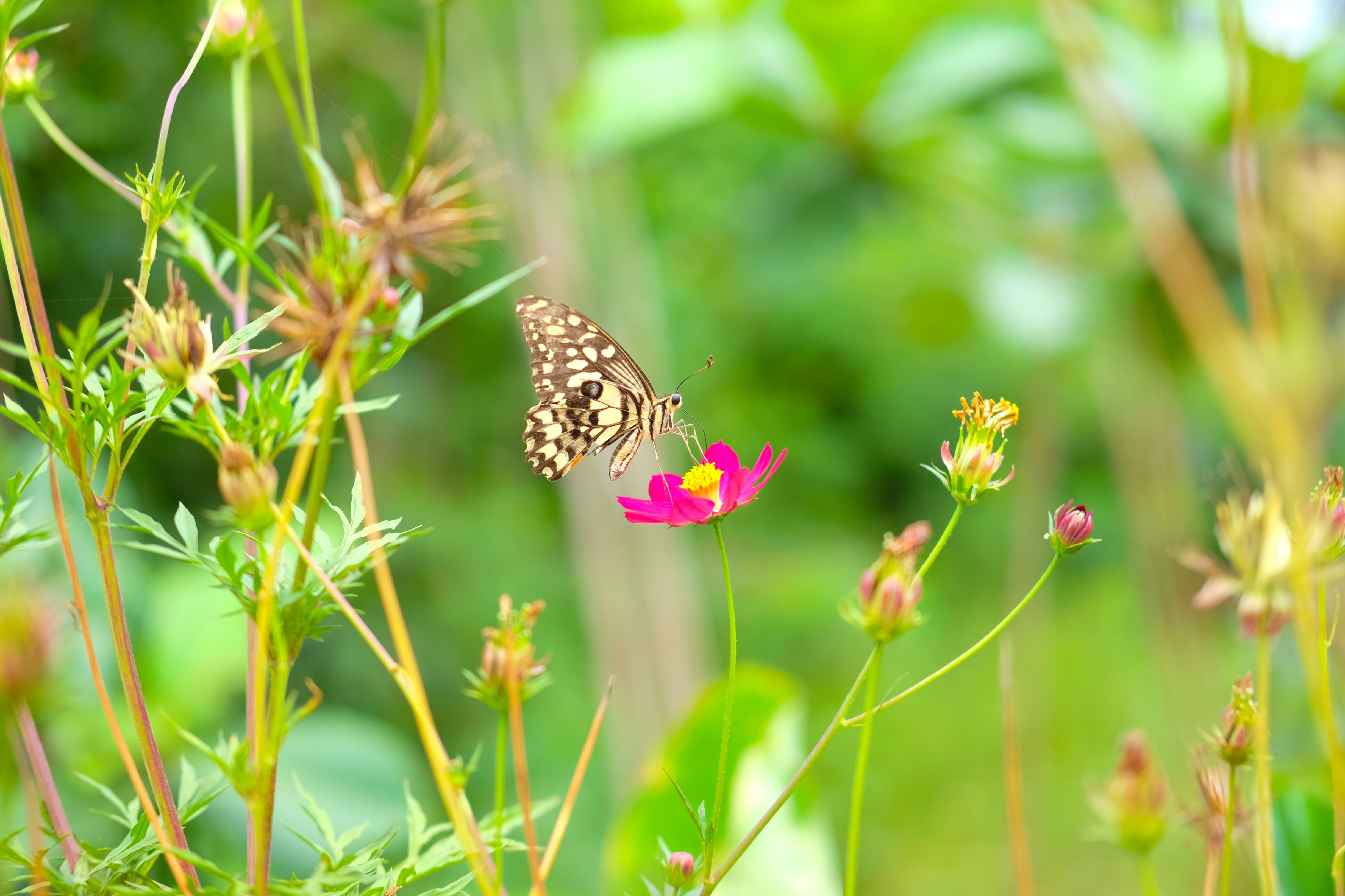 Vlinders rondom raam met natuurlijke decoratie.