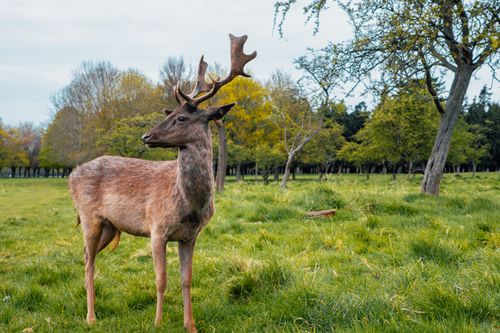 Free A deer stands gracefully in a lush green forest landscape, embodying wildlife serenity. Stock Photo