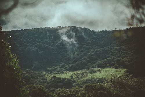 Free Serene misty forest landscape showcasing lush greenery and rolling hills under a cloudy sky. Stock Photo
