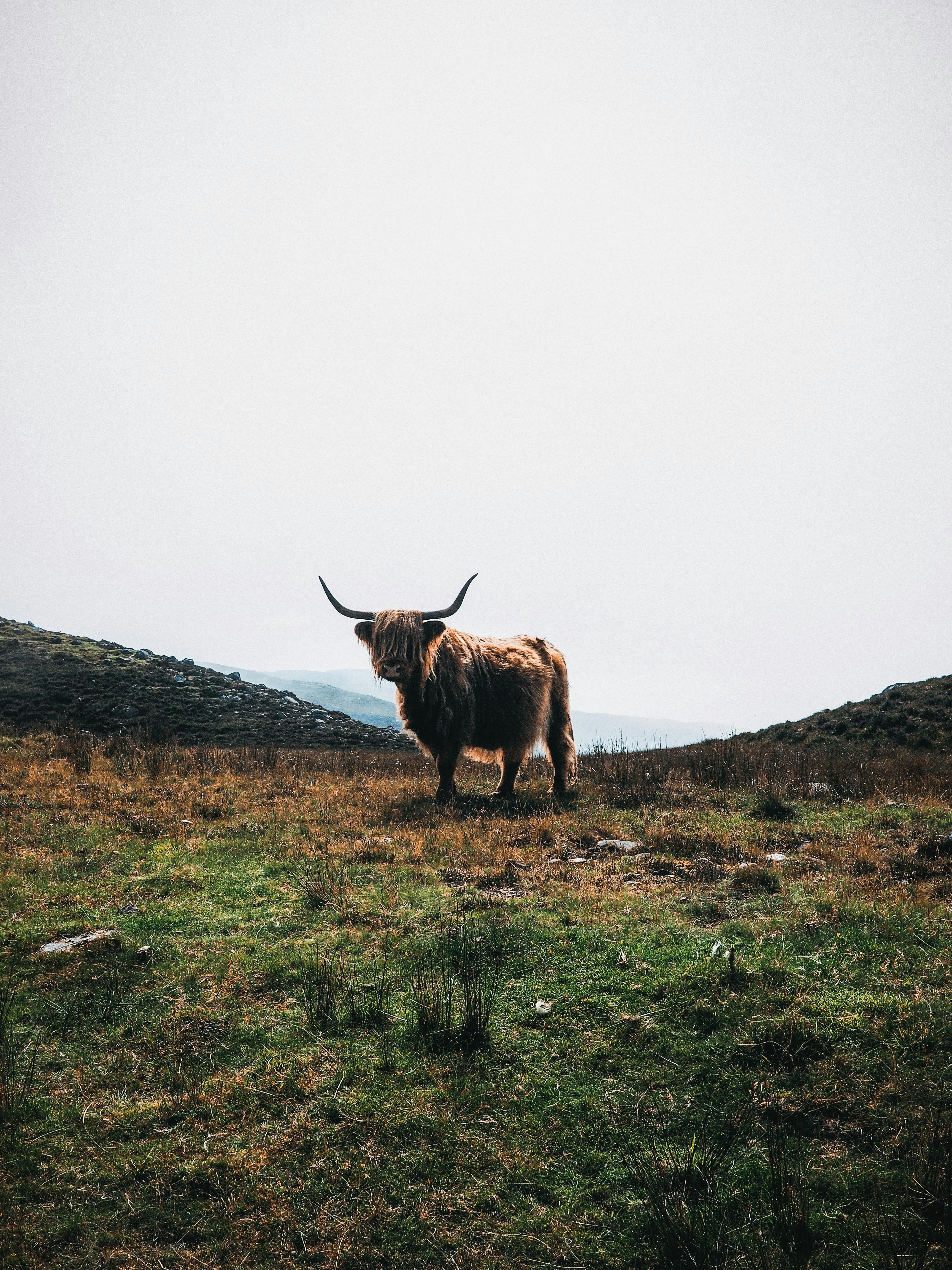Gratuit Vache D'écosse Photos