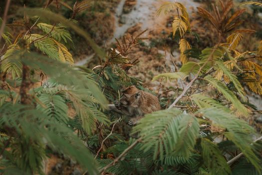 Macaque monkey camouflaged in dense green foliage in Klaten, Indonesia.