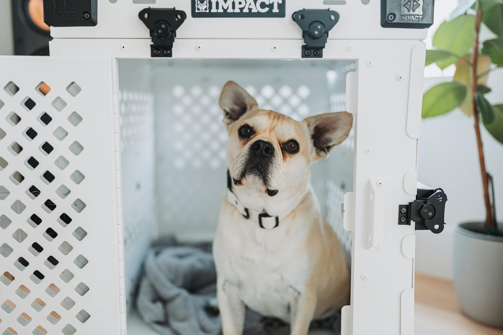 Impact Dog Crates Home Lifestyle med tjej och Frenchie