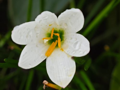 Free Macro shot of a white flower with dew drops on petals, showcasing natural beauty. Stock Photo
