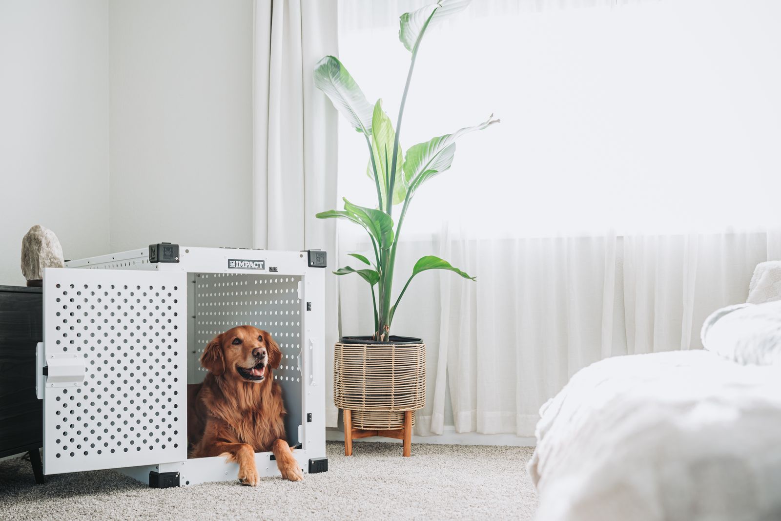 A Golden Retriever relaxing in a bright, carefully designed living space