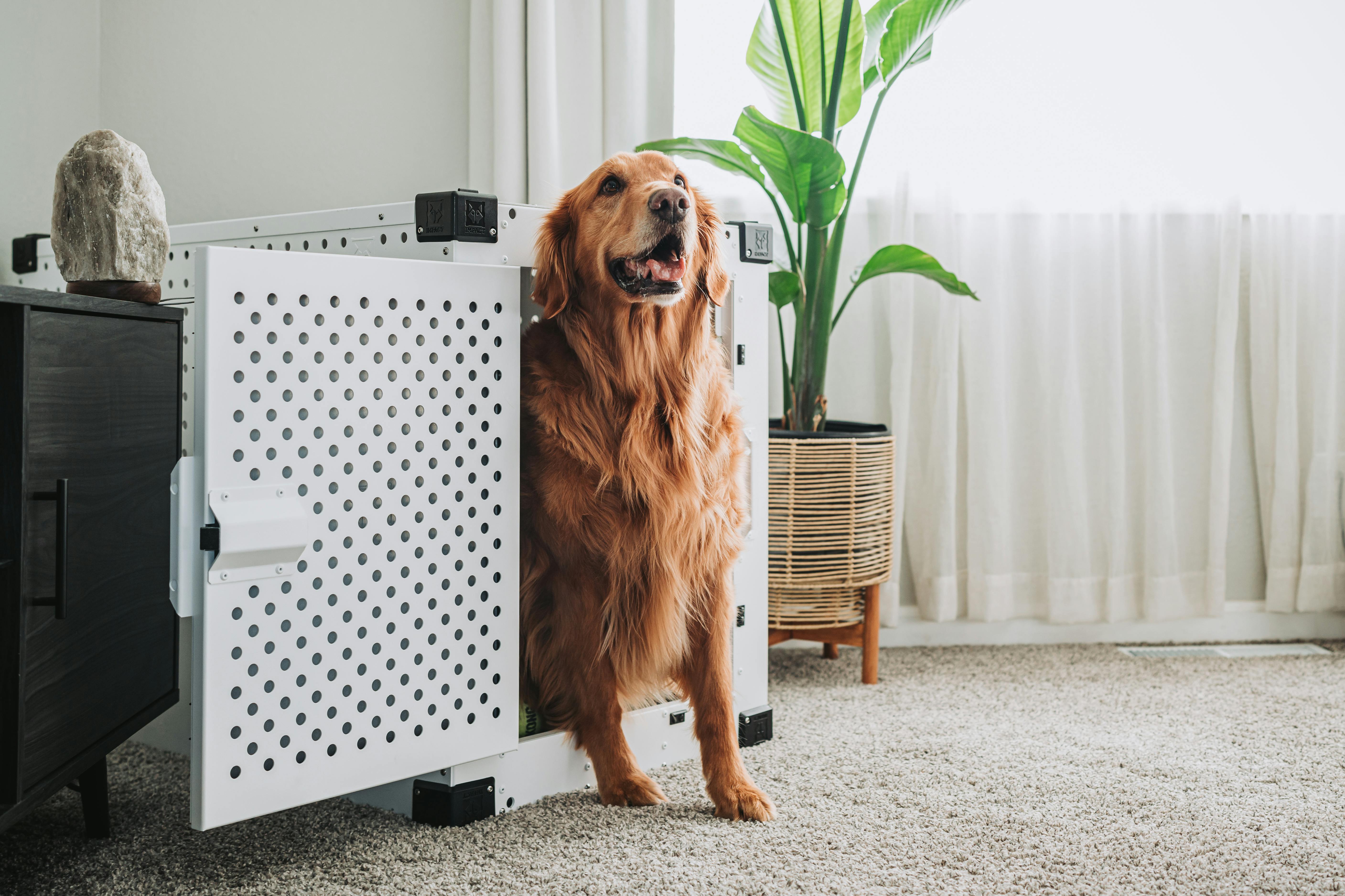 pet technology limited — Photo by Impact Dog Crates on Pexels