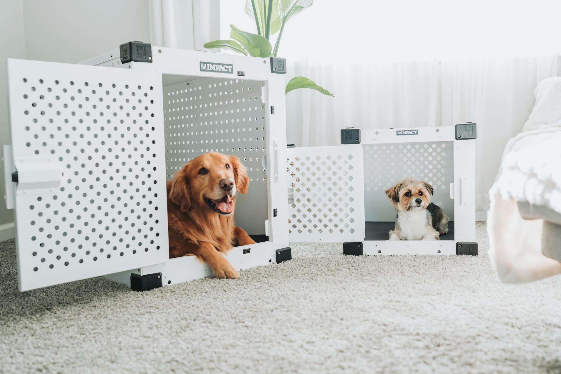 Un jeune couple avec des chiens se détend à la maison