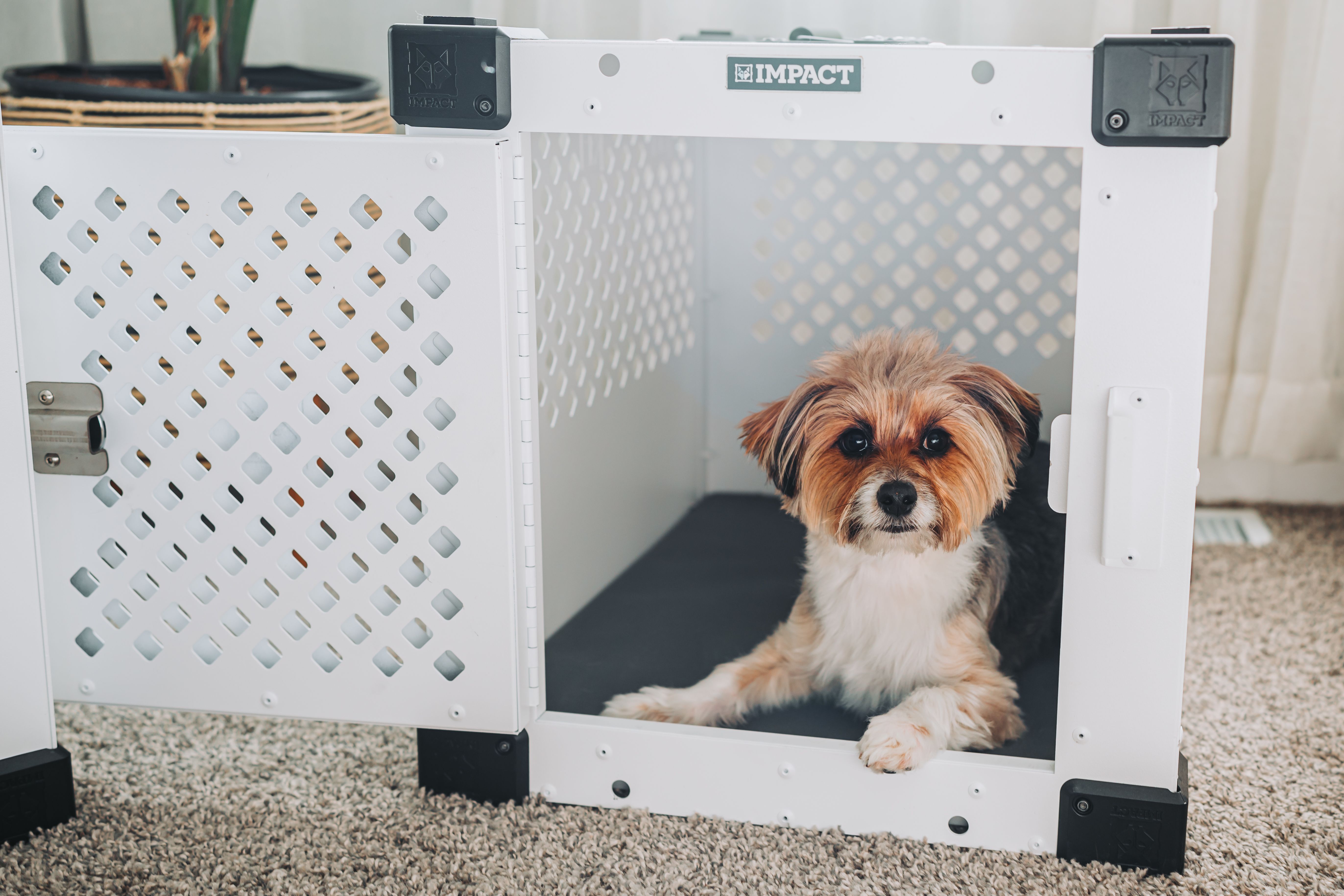pet technology products — Photo by Impact Dog Crates on Pexels