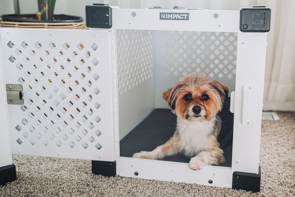 Kleiner langhaariger Terrier-Mischling liegt in einer offenen weißen Hundebox auf beigem Teppich