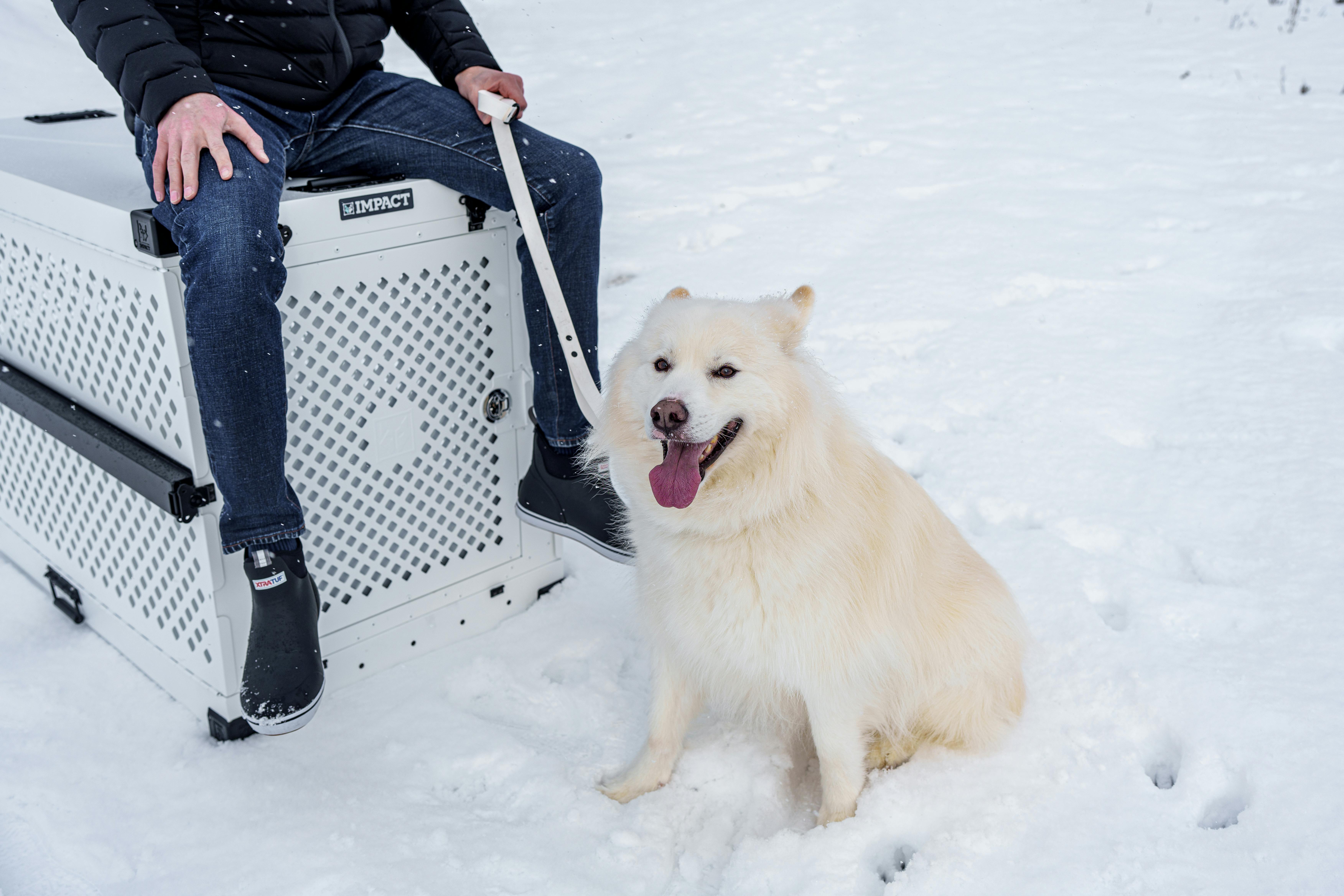 Impact Dog Crates Siberian in Snow with Handsome Male Owner