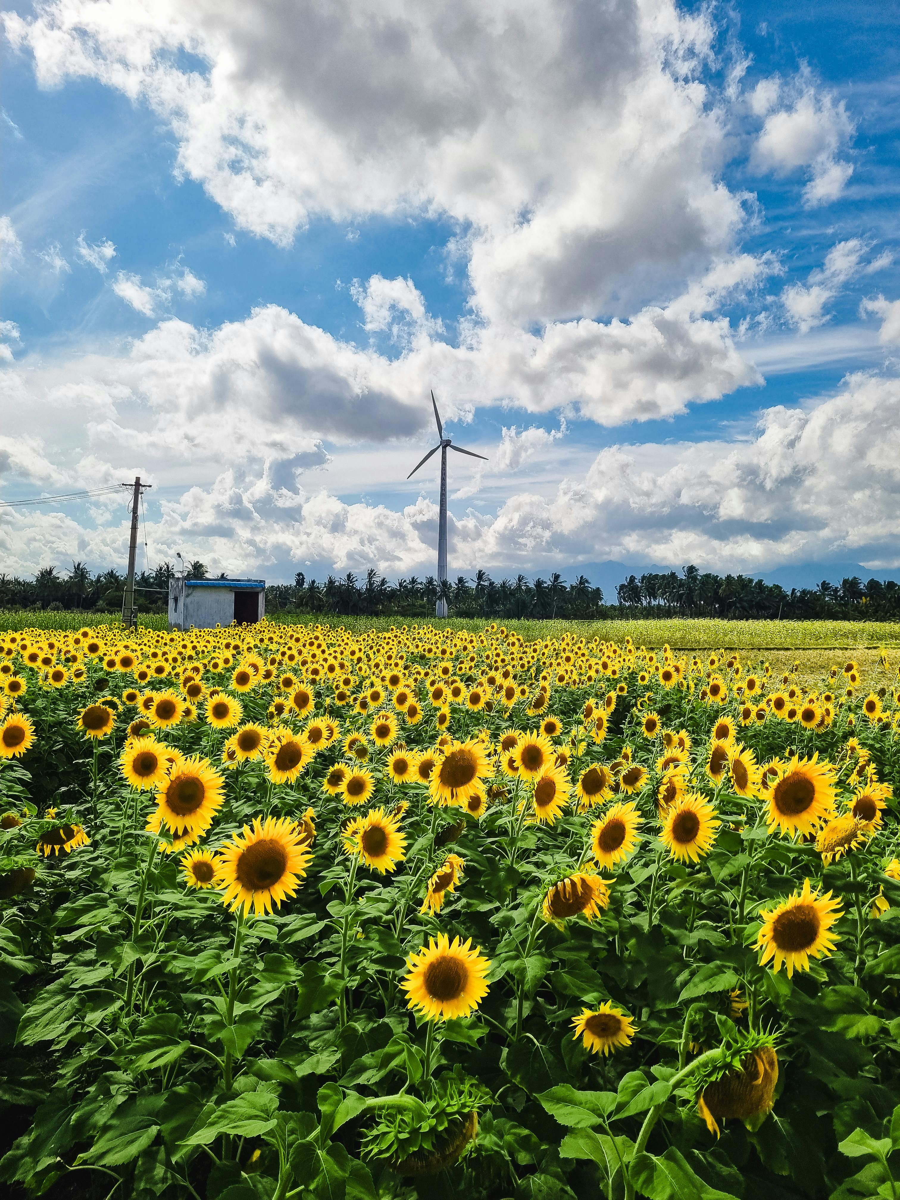 sunflowers in a field with a windmill in the background