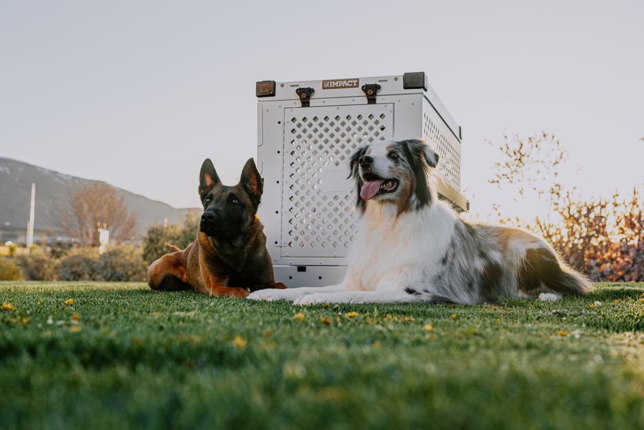 Belgian Malinois and Border Collie enjoying sunset by an Impact dog crate in a park.