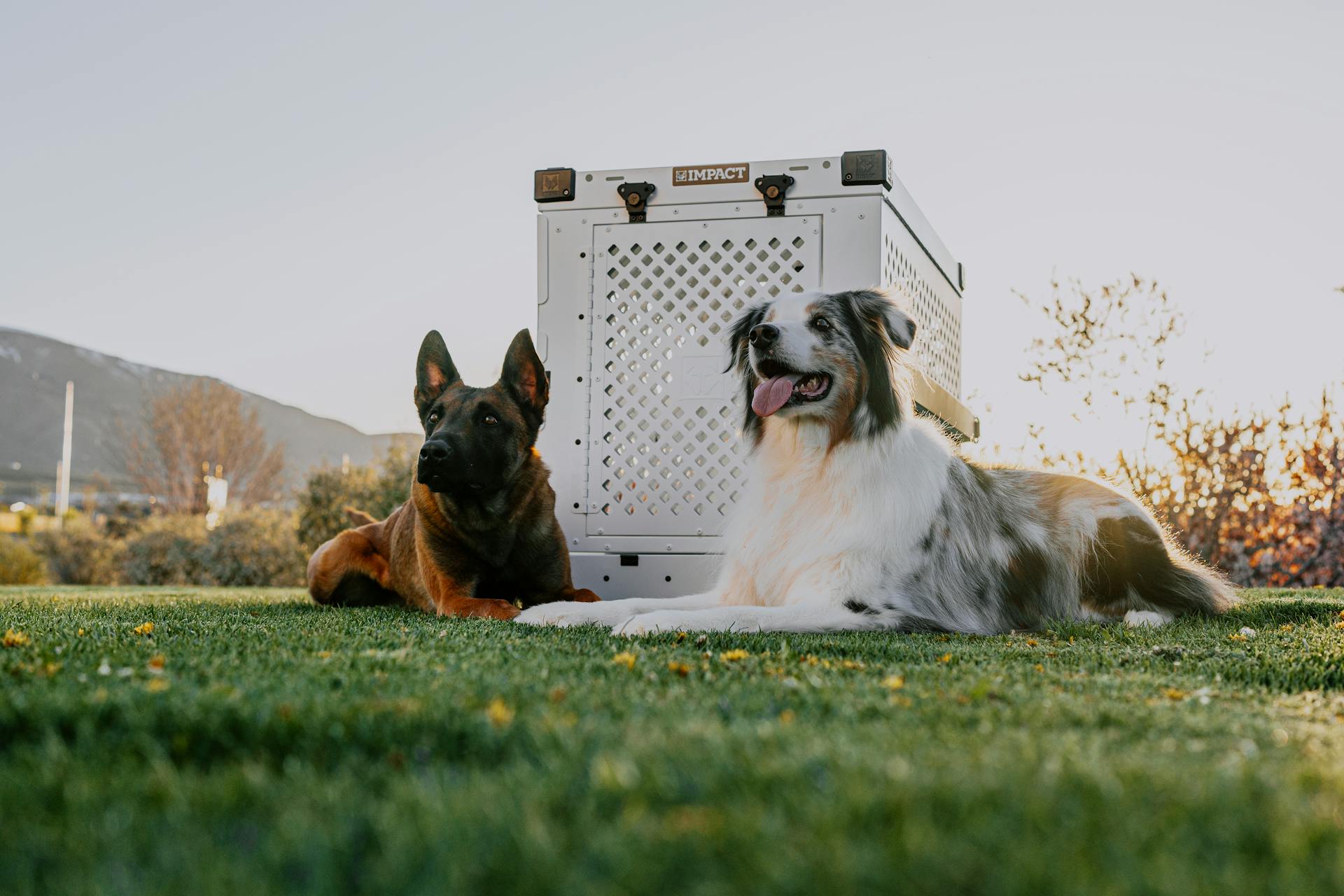 Park Sunset Vibes: Impact Dog Crate and Two Happy Dogs