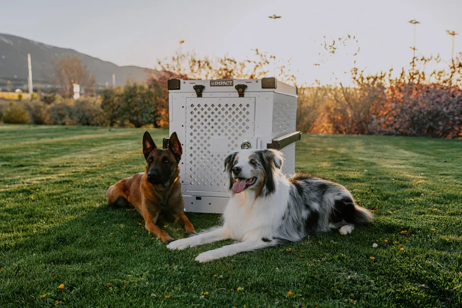 nighttime crate for senior dogs