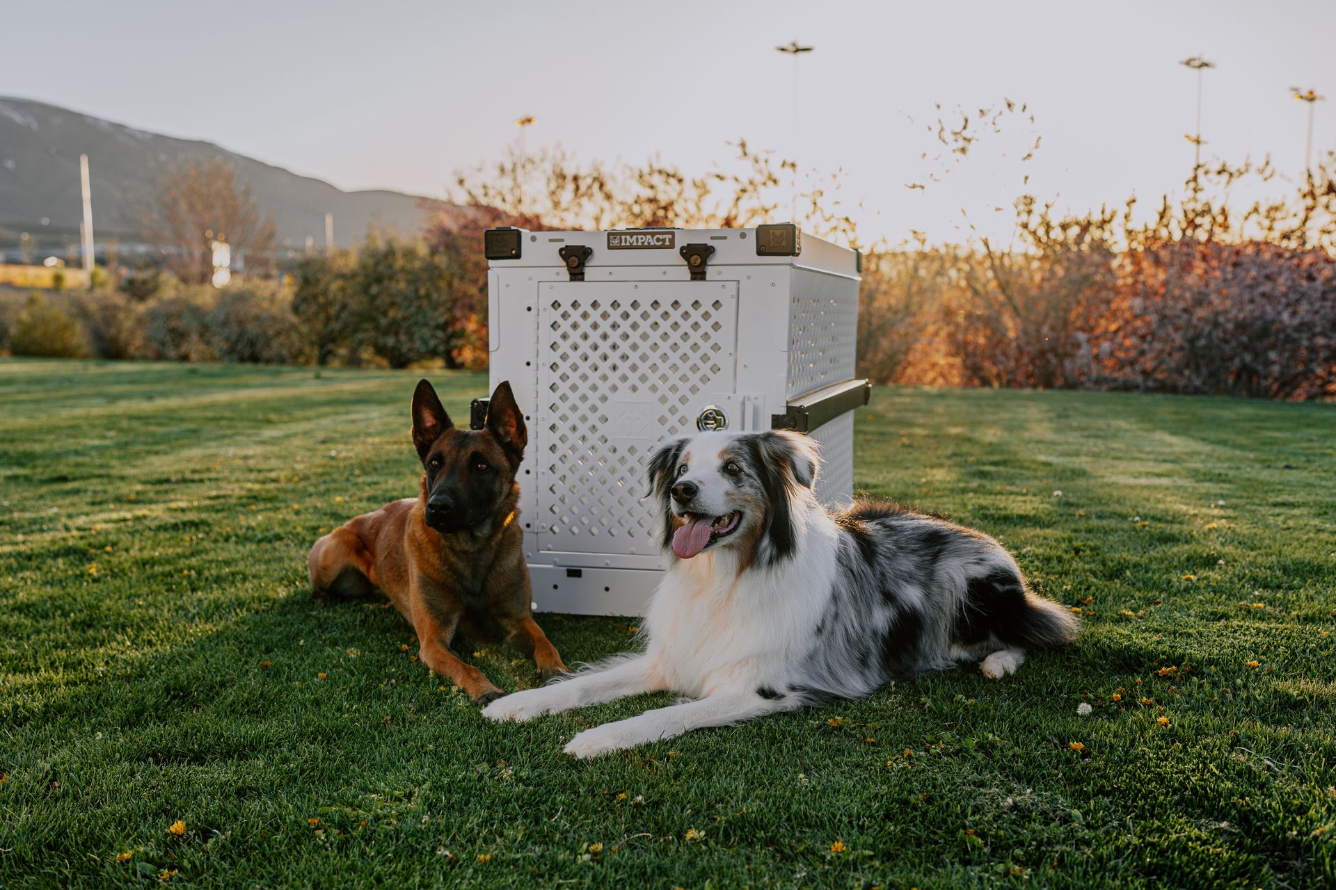 Park Playtime at Sunset: Two Dogs and Their Impact Dog Crate in Action