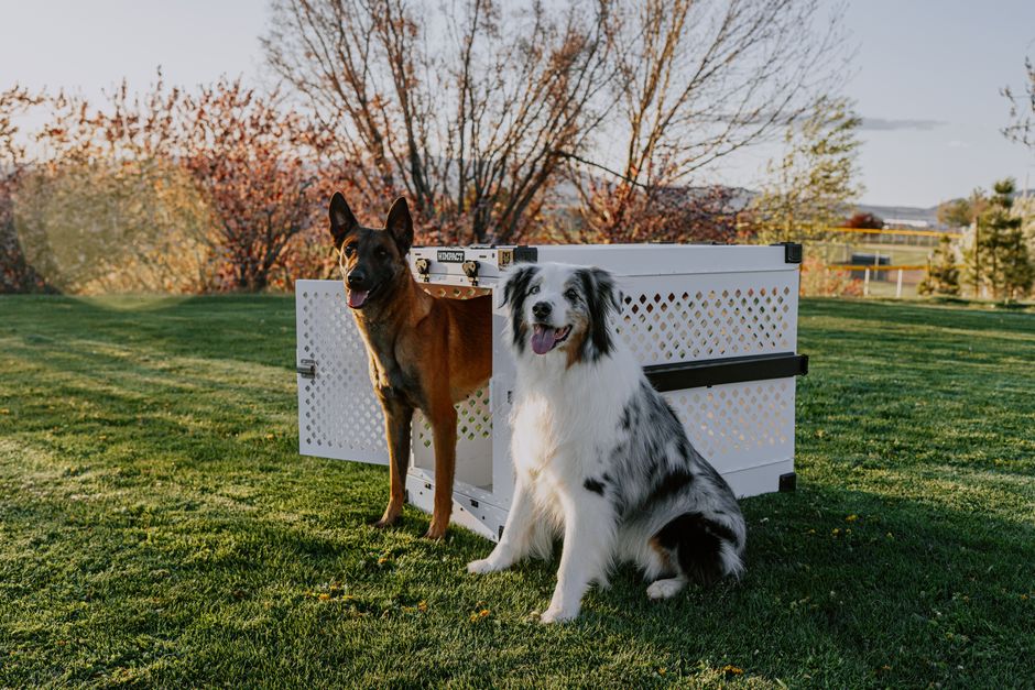 Two dogs in a park next to a dog crate at sunset, showcasing pet safety and companionship.