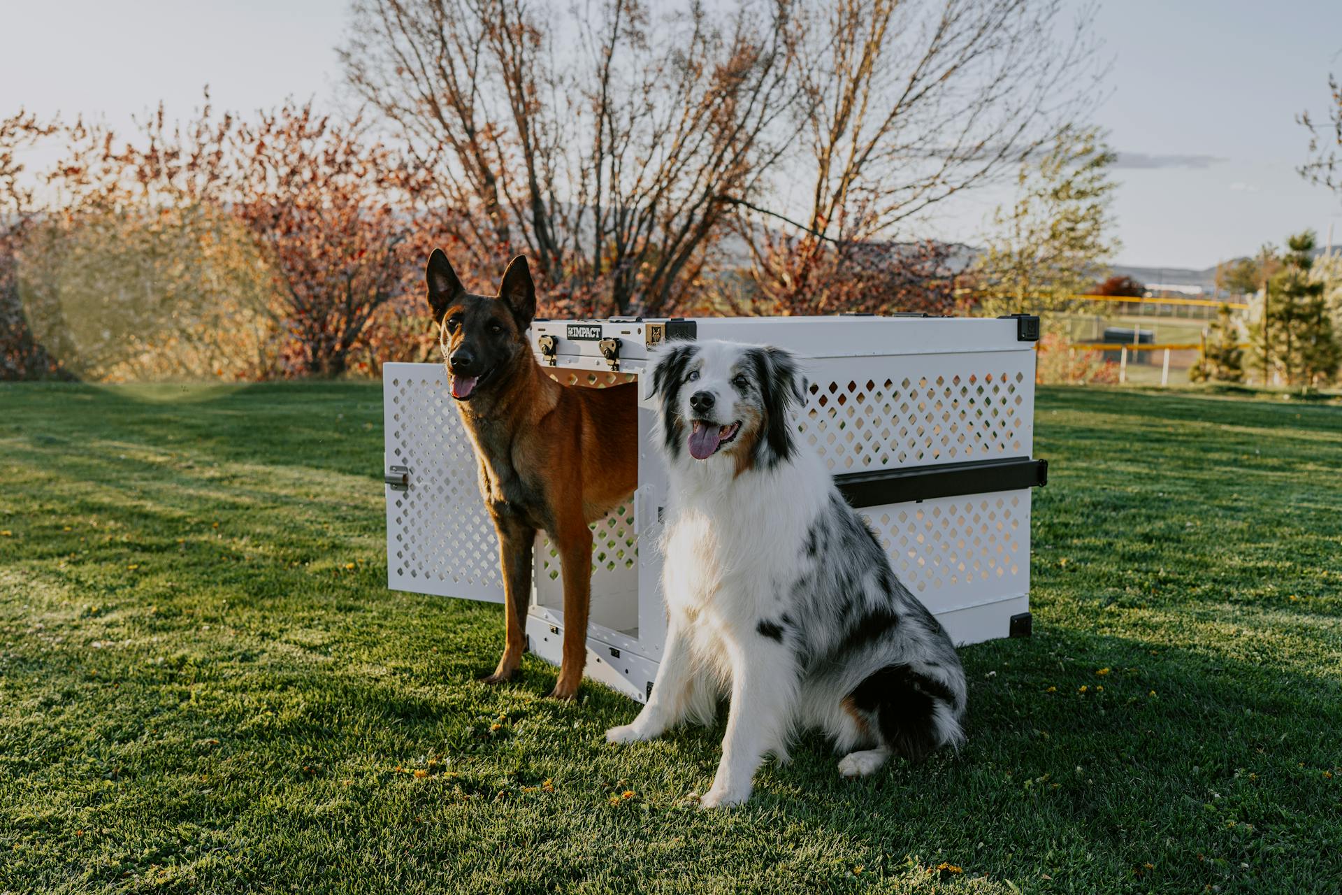 Sunset Park Adventures: Impact Dog Crate with Two Dogs Enjoying the Outdoors